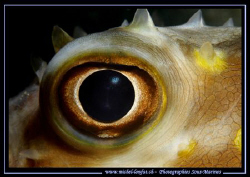 The Eye of Balloonfish... Que du Bonheur... :O)...
See y... by Michel Lonfat 